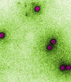 Virus: TEM of Rhinoviruses