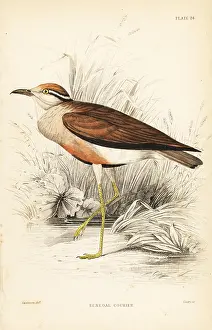 Senegalensis: Temminck's courser, Cursorius temminckii