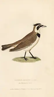 Alauda: Temminck's lark, Eremophila bilopha