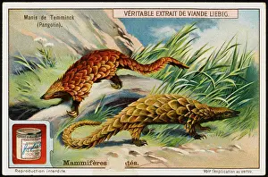 Nests: TEMMINCK'S PANGOLIN
