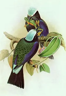Coracias: Temminck's Roller, Coracias temminckii