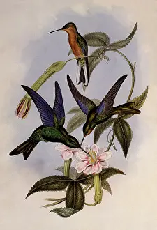 Auburn: Temminck's Sapphire-Wing, Pterophanes Temmincki