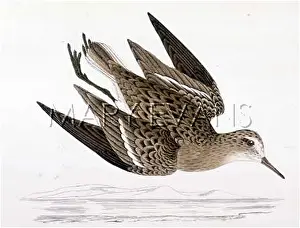 Stint: TEMMINCK'S STINT (MORRIS