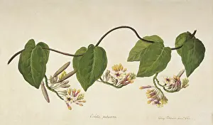 Violacea: Temnadenia violacea