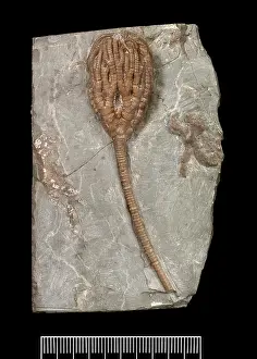 Silurian: Temnocrinus tuberculatus (Miller)