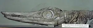 Anning: Temnodontosaurus platyodon (Conybeare)