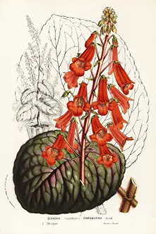 Gesneria: Temple bells, Smithiantha cinnibarina