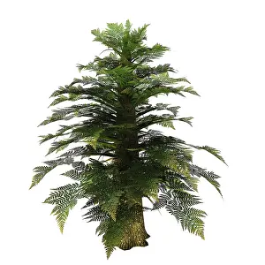 Tempskya: Tempskya tree on white background