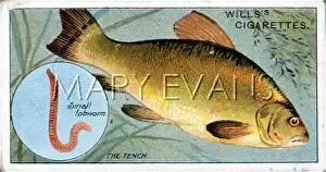 Tench: TENCH WITH BAIT/1910