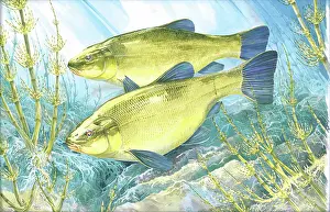 Tench: Tench