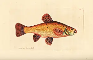 Tench: Tench, Tinca tinca