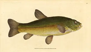 Tench: Tench, Tinca tinca