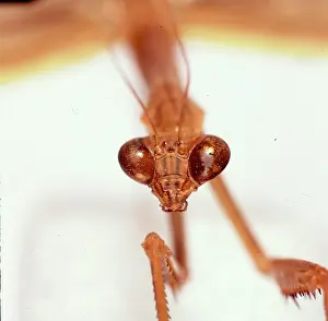 Mantodea: Tendera aridfolia, Chinese praying mantis