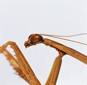 Sinensis: Tendera aridfolia, Chinese praying mantis