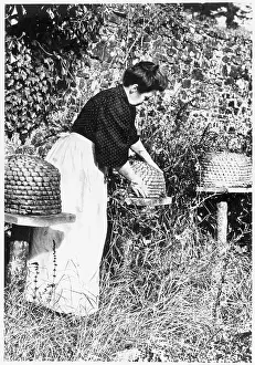 Beekeeping: TENDING THE BEES