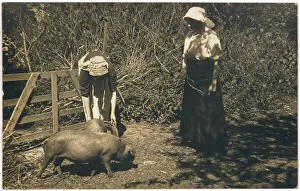 Tend: TENDING PIGS, 1900