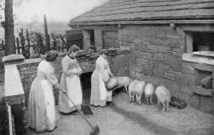 Pontefract: Tending pigs, Inebriates Reformatory, Ackworth, West Yorkshi