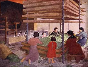 Silkworms: TENDING SILKWORMS/ITALY