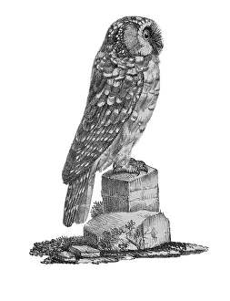 Lithographed: Tengmalm's Owl