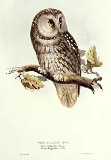 Squat: Tengmalm's Owl, Aegolius funereus