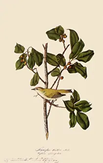 Warbler: Tennessee Warbler
