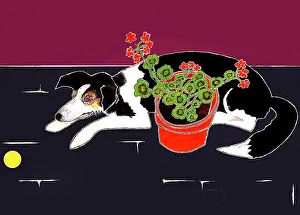 Geraniums: Tennis Ball and Geraniums