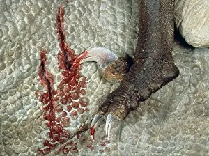 Iguanodontae: Tenontosaurus attacked by Deinonychus
