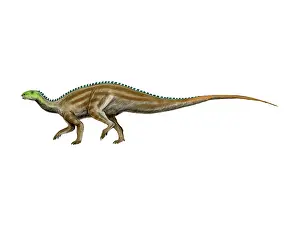 Iguanodont: Tenontosaurus dinosaur