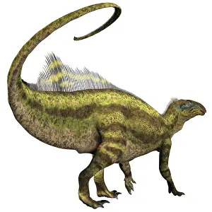 Tenontosaurus: Tenontosaurus dinosaur from the Cretaceous Period