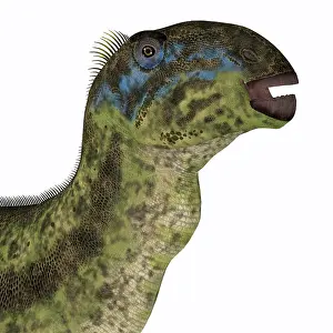Tenontosaurus dinosaur head