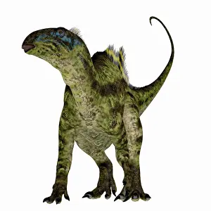 Abundance: Tenontosaurus dinosaur, front view