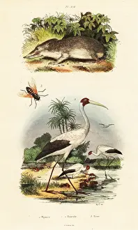 Du Casse: Tenrec, stork and horsefly