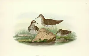 Gauld: Tenthredinidae, Tenthredo, Symphyta