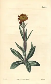Cineraria: Tephroseris integrifolia
