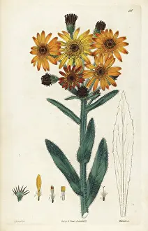 Cineraria: Tephroseris integrifolia