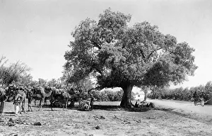 Pistacia: Terebinth tree, Holy Land