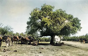 Pistacia: Terebinth tree, Holy Land