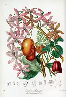 Turpentine: Terebinthaceae - Turpentine Tree