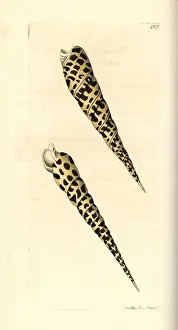 Buccinum: Terebra subulata