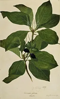 Myrtales: Terminalia glabrata