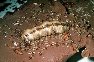 Termite: Termite colony