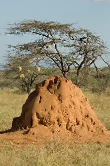 Termite: Termite Mound With Acacia Tree In Background Samburu Nationa