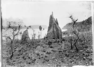 Termite: Termite Nests, Cape York, Torres Straits