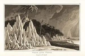 Termite: Termite nests on the coast of Africa