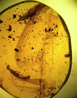 Scuttle: Termites in Dominican amber