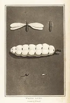 Zoography: Termites, Macrotermes bellicosus