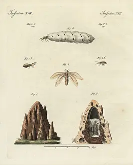 Termite: Termites and mound
