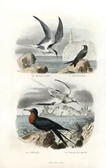 Tropicbird: Tern, black tern, great frigatebird and white-tailed