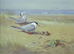 Terns: Tern Among the Dunes