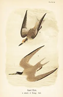 Hirundo: Least tern, Sternula antillarum